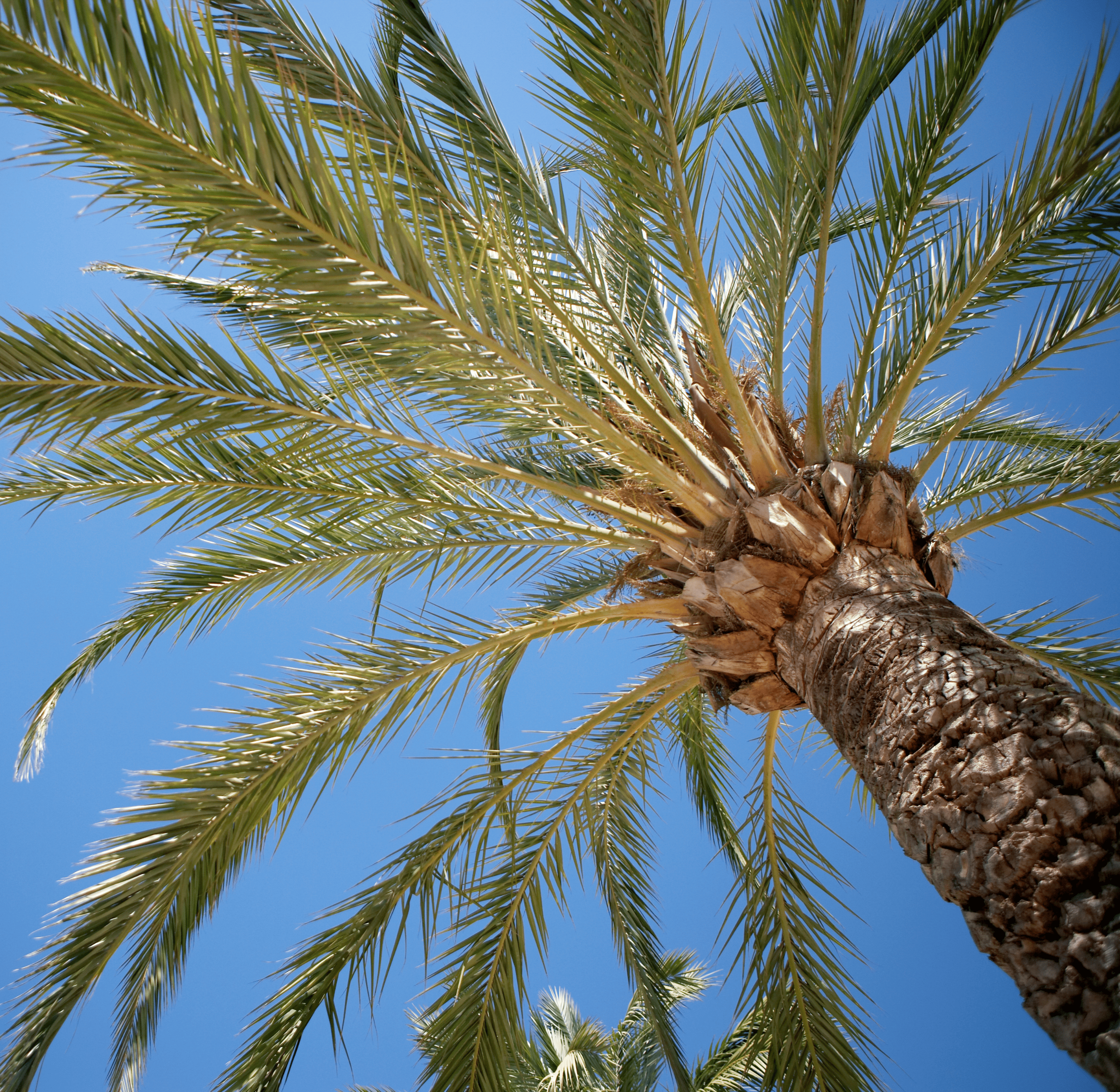 Alphera Academy Banner Mobile