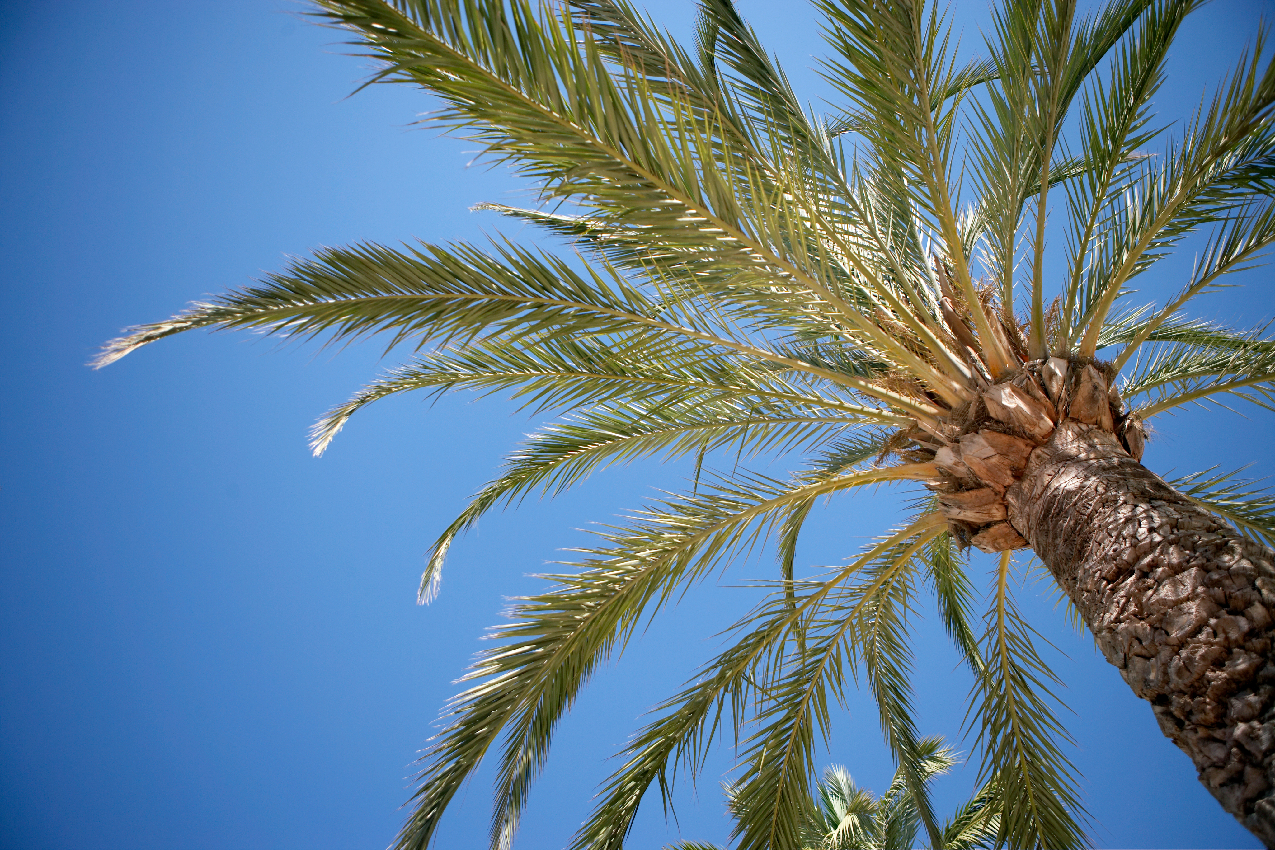 Alphera Academy Banner