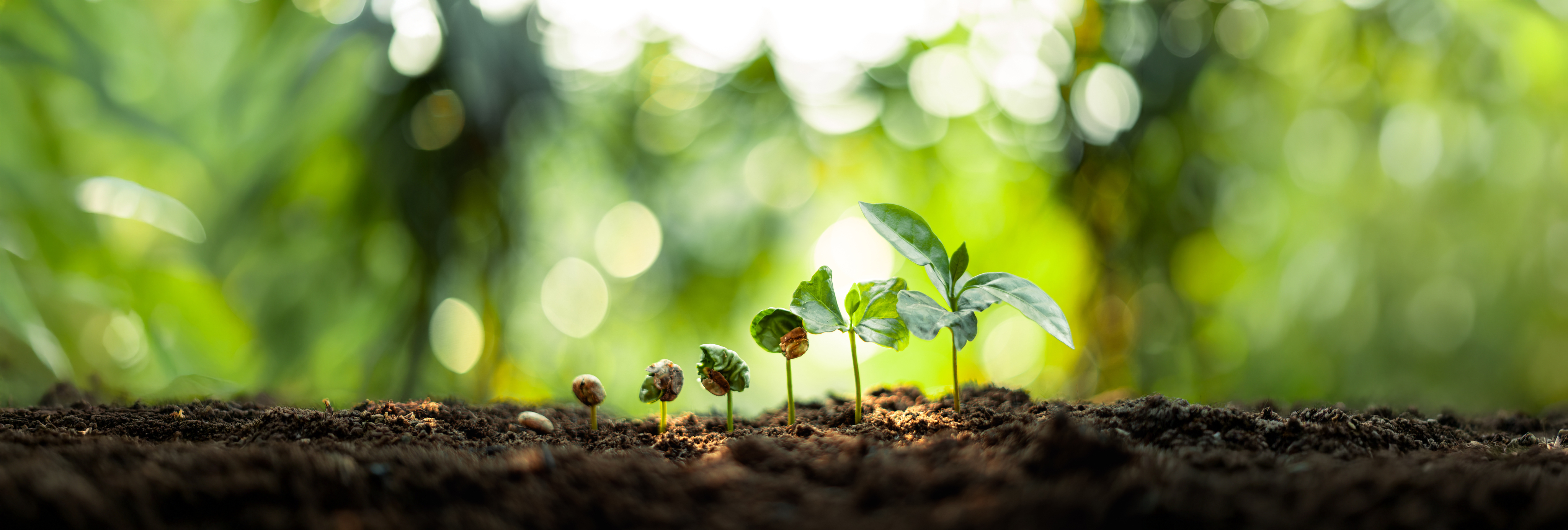 Alphera Academy Banner